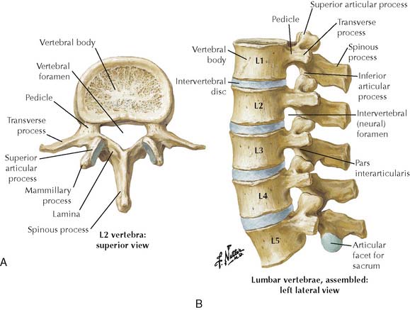 Superior view of lumbar vertebrae