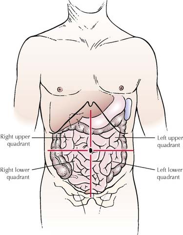 abdominal quadrants and organs