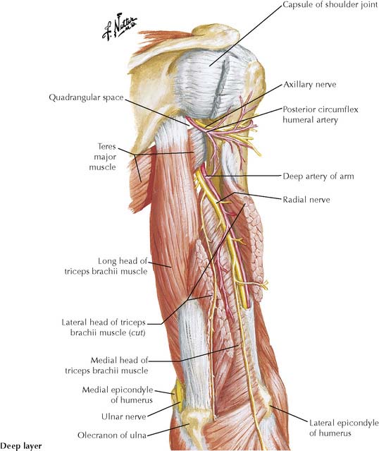 musculocutaneous nerve netter