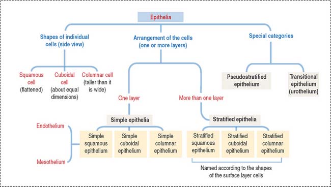 Four Types Of Tissue Membranes