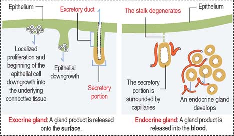 Endocrine Gland Vs Exocrine Gland