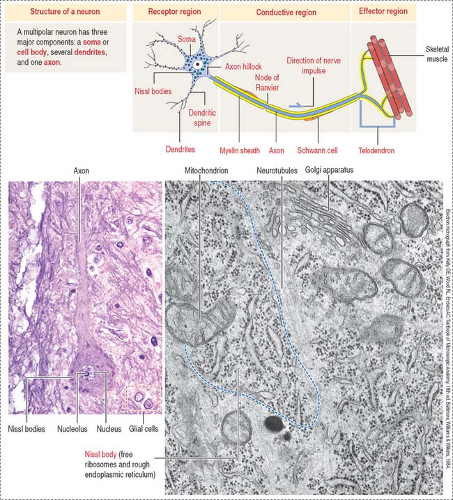 Labeled Neuron Nervous Tissue