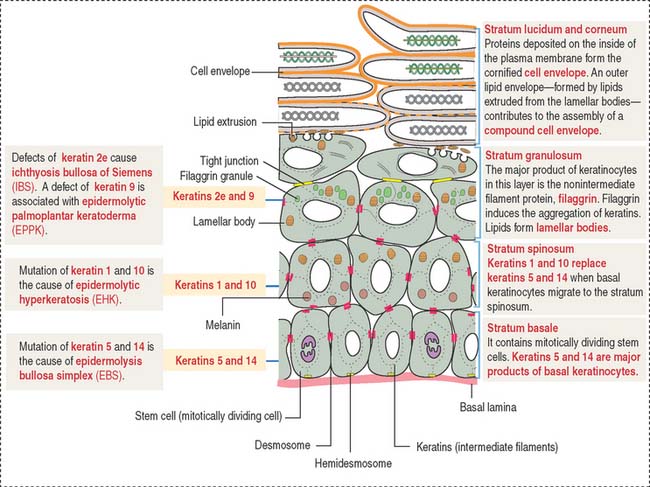 differentiation keratinocytes integumentary system keratins expression figure