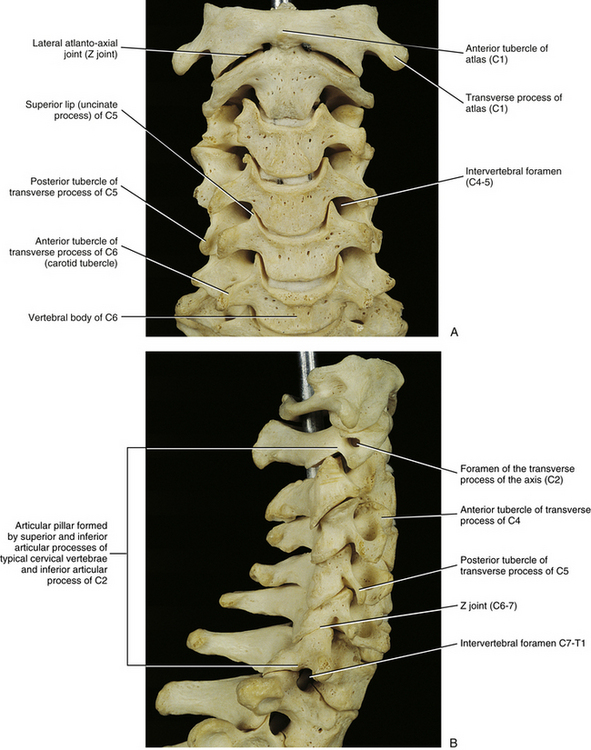 The Cervical Region | Basicmedical Key