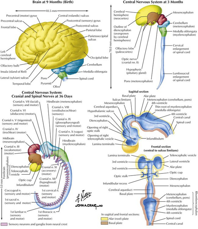 Drugs Used in Disorders of the Central Nervous System and