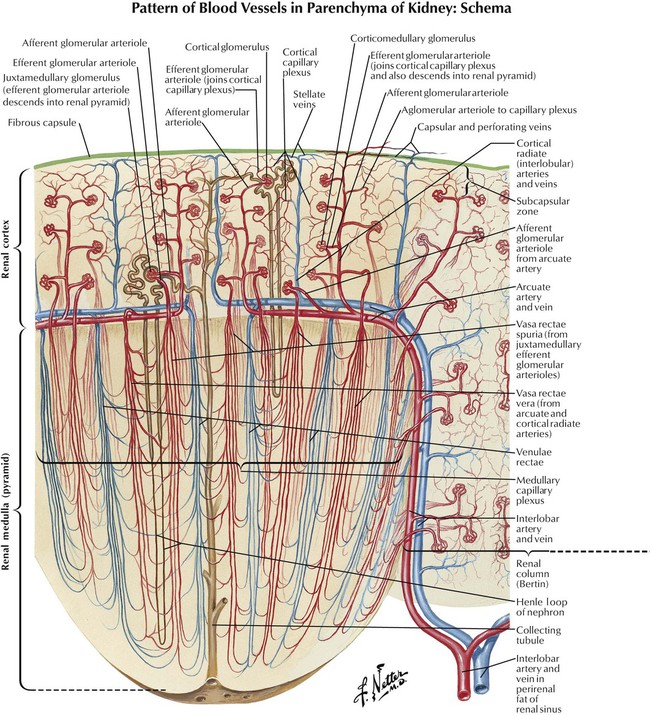 drugs-used-to-affect-renal-function-basicmedical-key