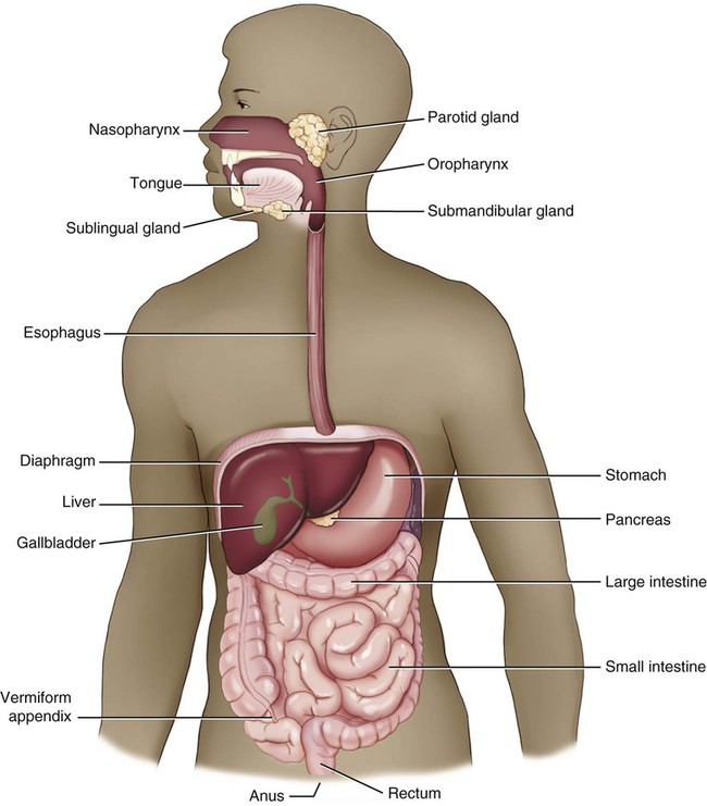 the-digestive-system