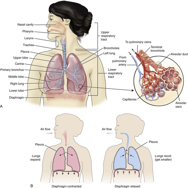 Respiratory System Basicmedical Key