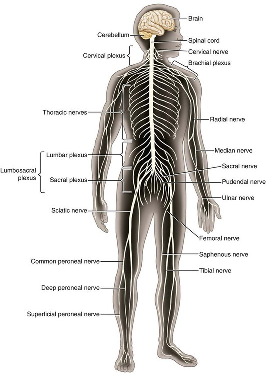 Nervous System | Basicmedical Key