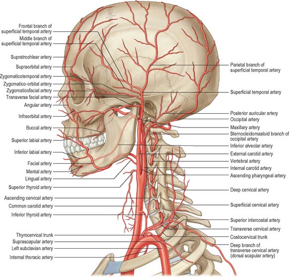 Where Are Arteries In Neck : Blood Vessels at Mount St. Mary's College
