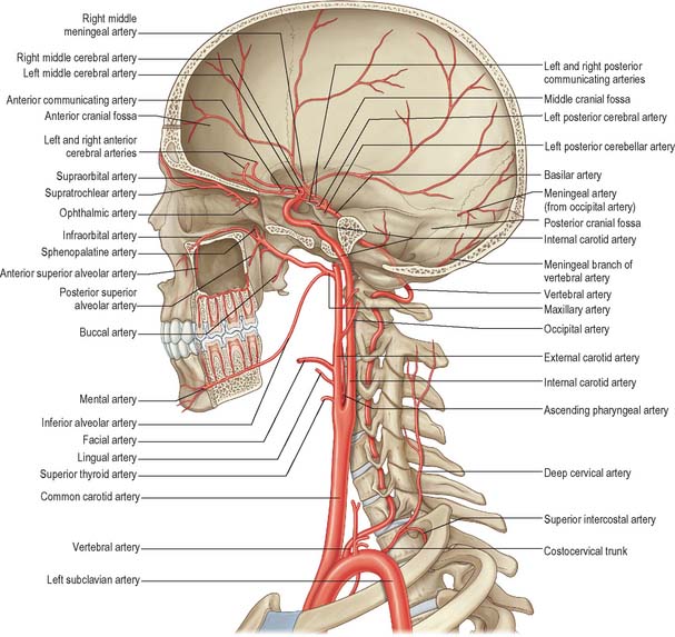 veins and arteries of the head and neck