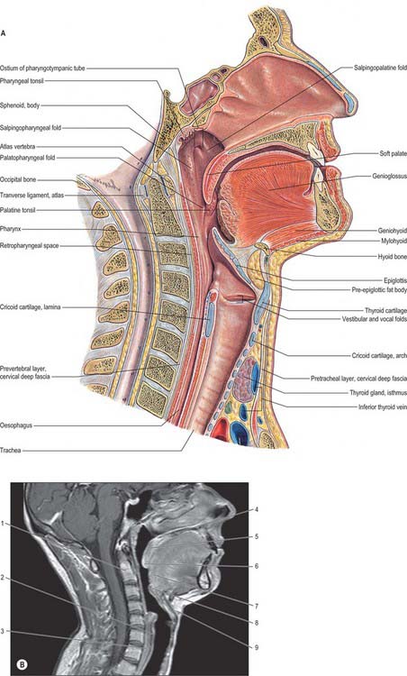 auditory tube pharynx