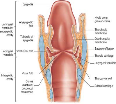 Larynx | Basicmedical Key
