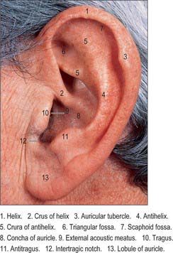 External and middle ear | Basicmedical Key