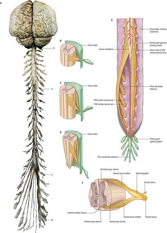 Spinal cord and spinal nerves: gross anatomy ...