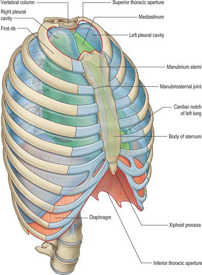 Thorax: overview and surface anatomy | Basicmedical Key