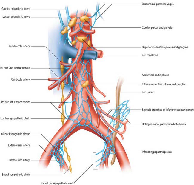 Abdomen and pelvis: overview and surface anatomy | Basicmedical Key