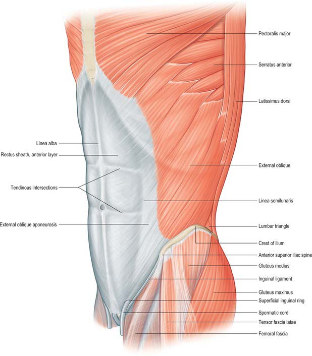 Anterior abdominal wall | Basicmedical Key