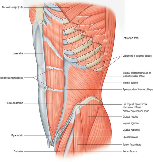 Root Word For Abdominal Wall