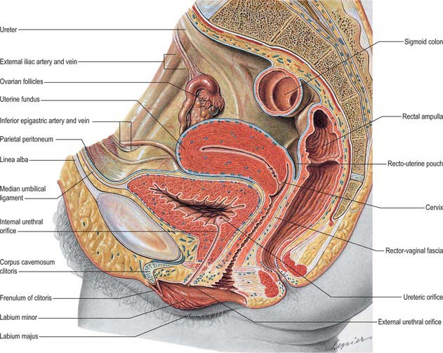 bladder base anatomy