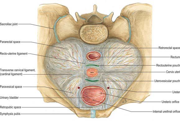 Diagram Of Uterus And Ligaments Images - How To Guide And 