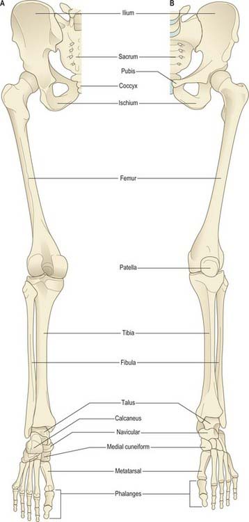 Pelvic girdle and lower limb: overview and surface anatomy