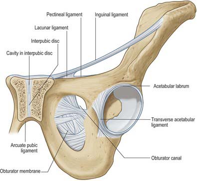 Pelvic girdle, gluteal region and thigh | Basicmedical Key