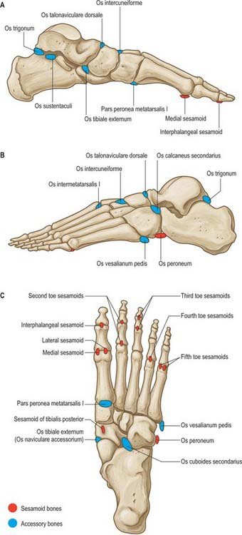 Ankle and foot | Basicmedical Key