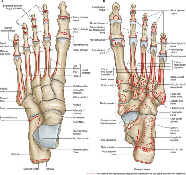 Left Foot Anatomy