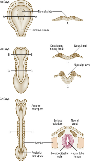 General aspects of the gut content of the Neoacrus spelaion sp. n