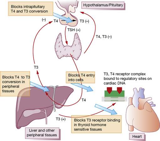 Thyroid Hormones, Antithyroid Drugs | Basicmedical Key