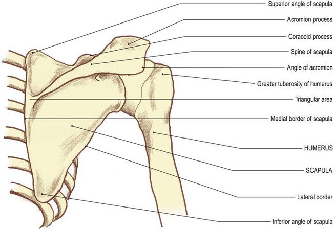 The upper limb | Basicmedical Key