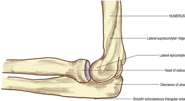 The upper limb | Basicmedical Key