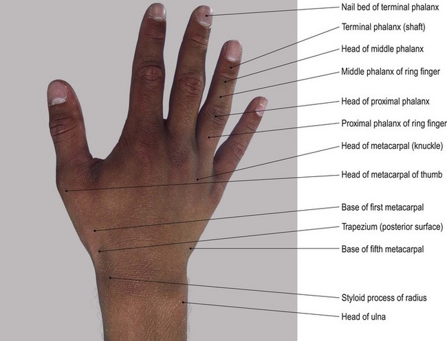 wrist-boney-anatomy