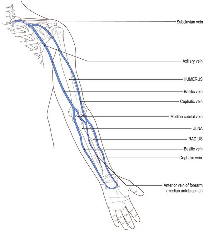 The Upper Limb | Basicmedical Key