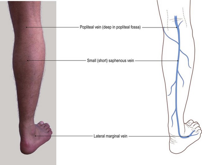 The Lower Limb | Basicmedical Key