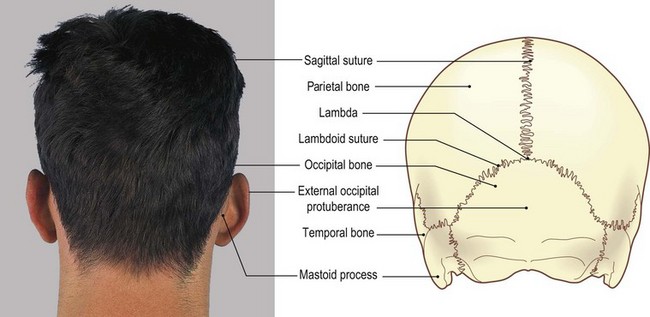 Occipital Bone Labeled 4770