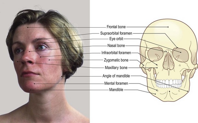 The head and neck | Basicmedical Key