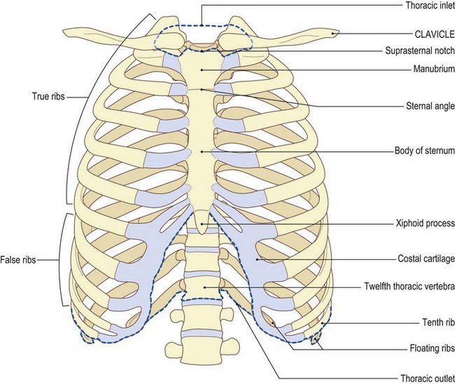Anatomy Of The Thorax Anatomy Of The Thorax