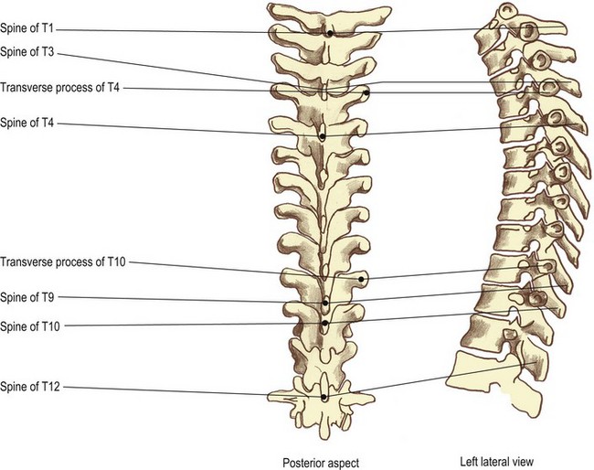 spinal transverse process