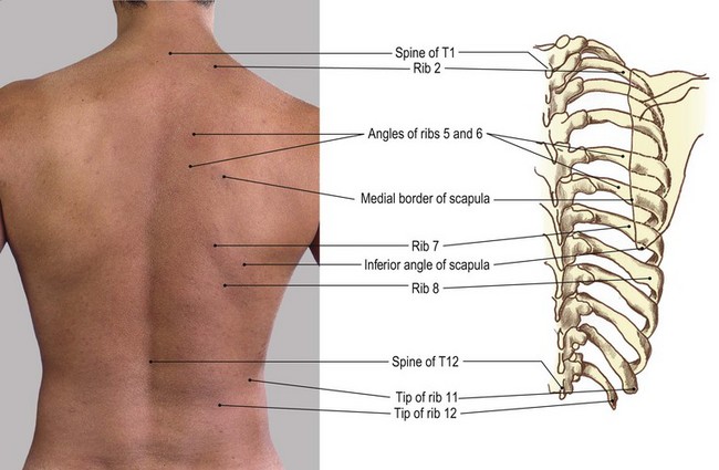 spine of scapula palpation