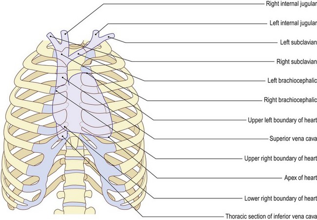 The Thorax | Basicmedical Key