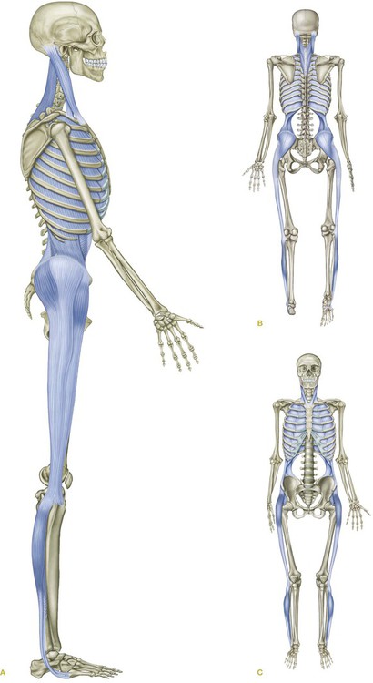 Increased Muscle Activation in Back Line Myofascial Continuity