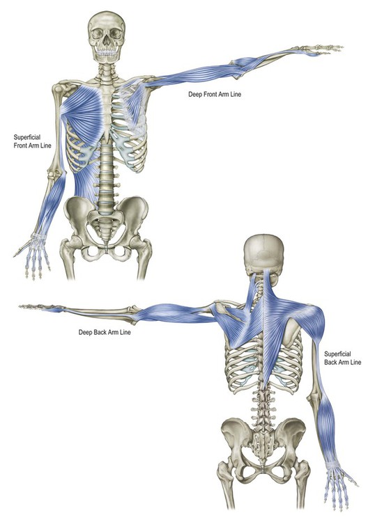 The Arm Lines | Basicmedical Key