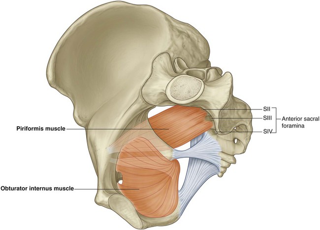 The internal structure of the pelvic girdle female skeleton and gluteus  minimus muscle, gluteus medius muscle and piriformis, rear view. On a white  background Stock Illustration