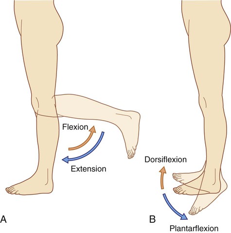 Lower Extremities Movements