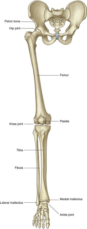 hip bone side determination