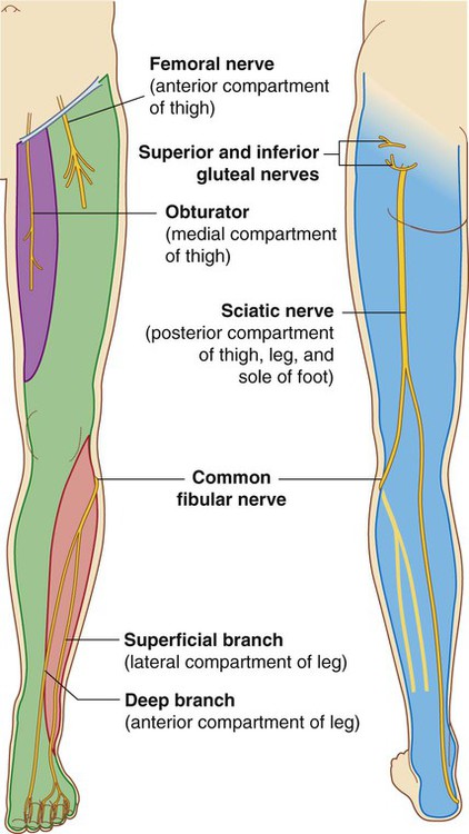 Posterior Compartment Of Leg Nerve Supply