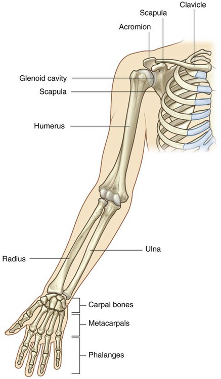 Upper Limb  Basicmedical Key
