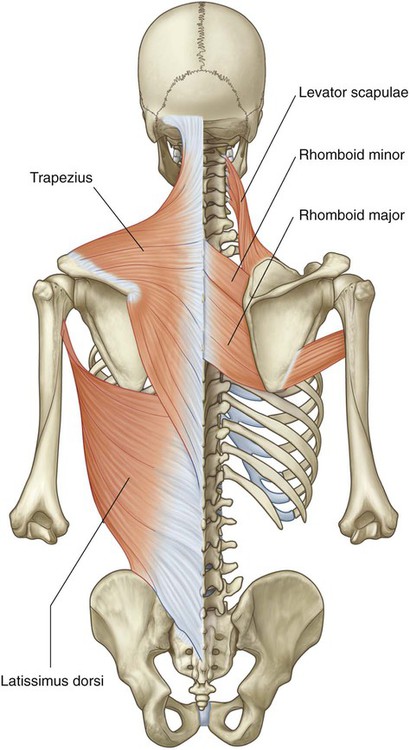 7.4: Muscles of the Pectoral Girdle and Upper Limbs - Medicine